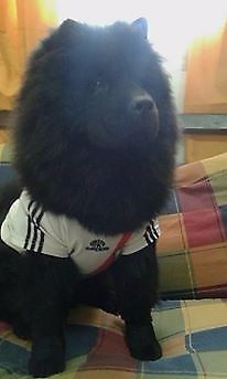 vendo chow chow hembra de color negro excelente raza!