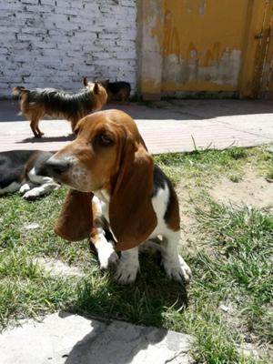 Basset hound cachorras