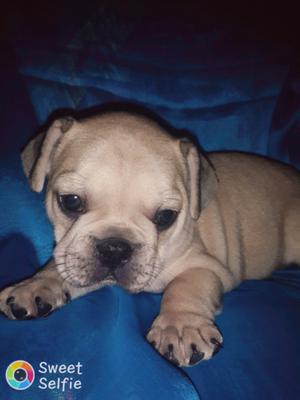 CACHORRO BULLDOG FRANSES