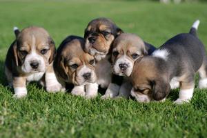 Cachorros Beagle bellos!!!