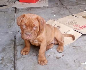 Cachorros dogo de burdeos