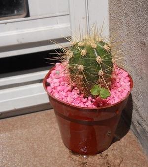 Cactus echinocactus sp maceta 10