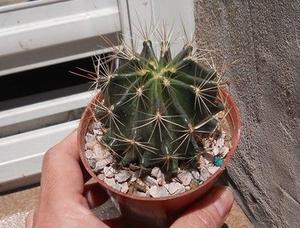 Cactus ferocactus sp maceta 10