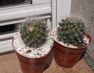 Cactus mammilaria bocasana en maceta 10