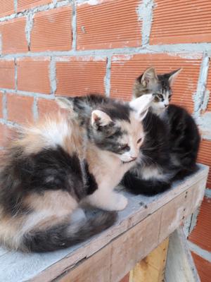 Hermosos gatitos angora