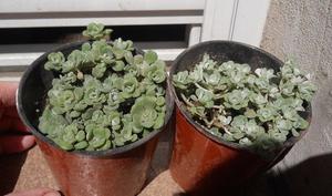 Planta Suculenta Sedum Dasyphyllum En Maceta 10