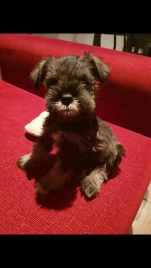 Schnauzer mini SyP