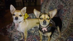Vendo Hermosos Chihuahuas Mini criados en ambiente familiar.