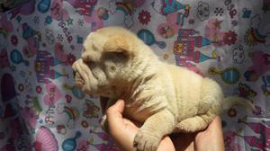 cachorros shar pei