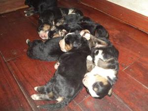 Boyero De Berna, Hermosos Cachorros