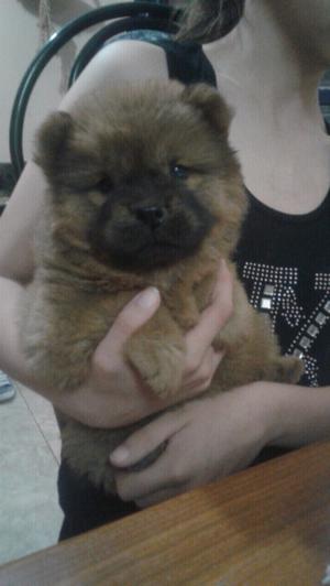 Cachorra de chow chow