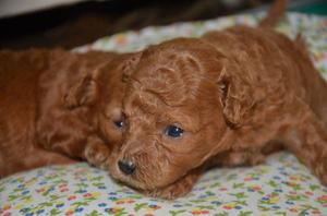 Cachorros Caniches Toy