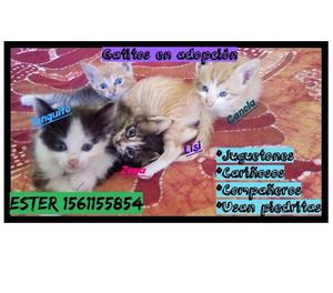 GATITOS EN ADOPCIÓN!!!