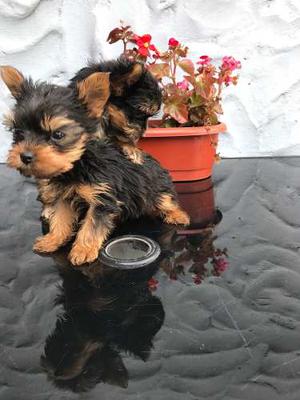 Yorkshire Terrier Hembras Cachorros_increibles