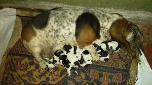 Cachorros Basset Hound