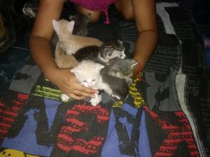 REGALO GATITOS HERMOSOS