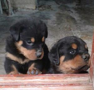 Vendo cachorros machos