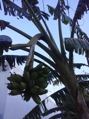 arboles de banana