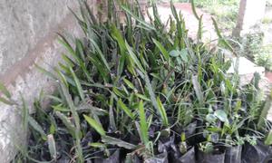 Plantas de pitaya (fruta del dragón)