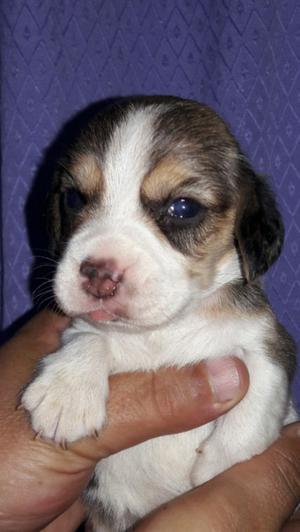 Beagles hembritas y machitos.