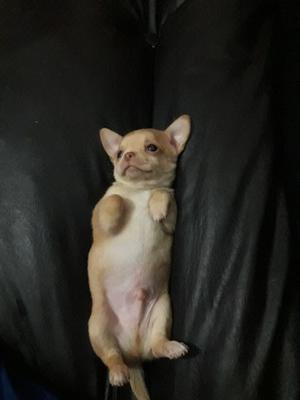 Chihuahuas mini macho