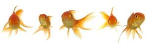 Goldfish Chico Surtido Elegi En Mundo Acuatico