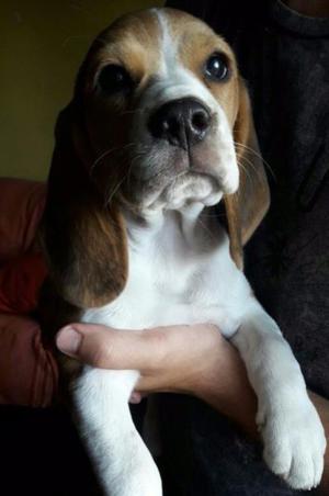 Hermosa hembra beagle de 13"