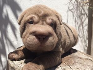 Shar pei chocolate y lila disponible