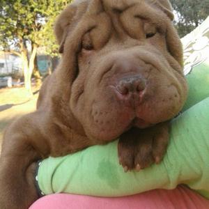 Sharpei Macho Chocolate 9 meses