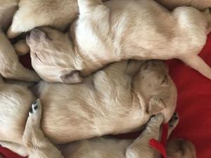 Vendo cachorros Golden Retriever puros