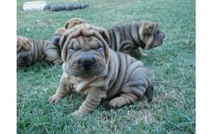 preciosos cachorros sharpei miralos