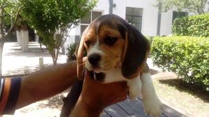 vendo cachorro beagle tricolor,de 60 dias