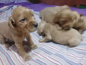 CACHORROS COCKER SPANIEL DORADOS