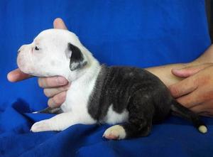 Cachorros american bullys