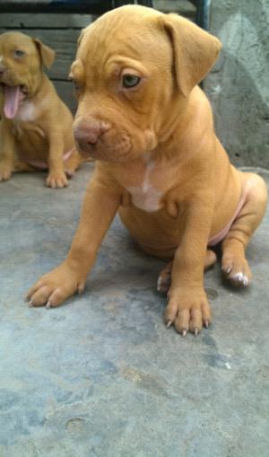 Hermosos Cachorros pitbull