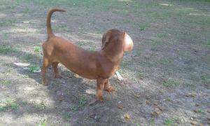 Salchicha Mini Hembra 12 meses /