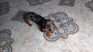 Salchicha dachshund hembra 6 meses divina