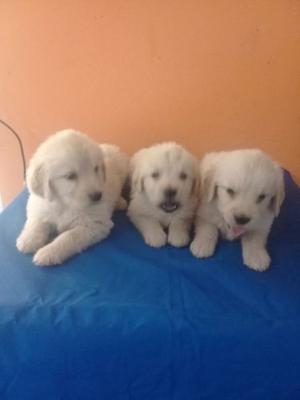 Vendo cachorros golden