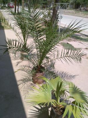 Vendo palmeras POENIX