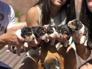 Cachorros Beagles hermosos