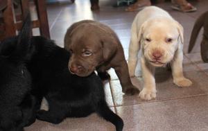 Cachorros Labradores nacidos el 