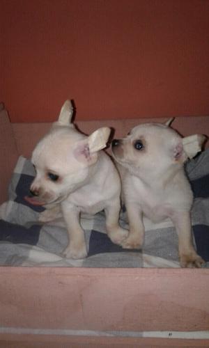 Cachorros chihuahua mini machos.