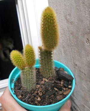 Cactus cleistocactus maceta 10