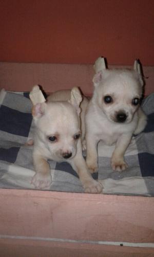 Chihuahua hembras mini.