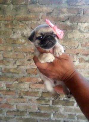 Hermosa Pug Carlino ❤