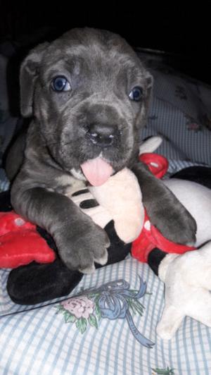 cane corso grises 34 dias