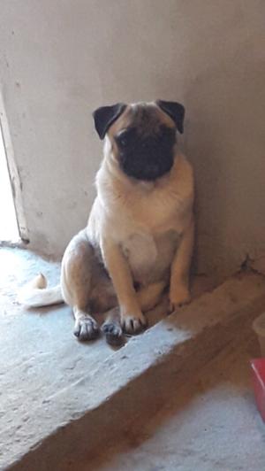 pug carlino macho