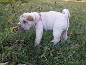 Cachorros shar pei