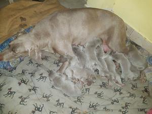 Cachorros waimaraner nacidos el 29 de Octubre. Para retirar