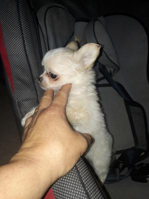 Chihuahua de bolsillo Pelo largo 2 machos